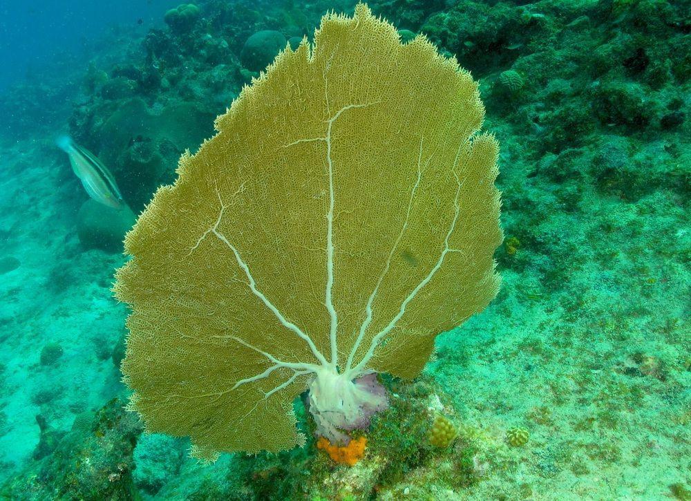 Lagun Blou Dive And Beach Resort Zewnętrze zdjęcie